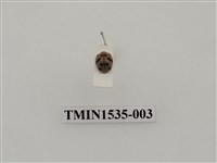 藏品(茄二十八星瓢蟲)的圖片